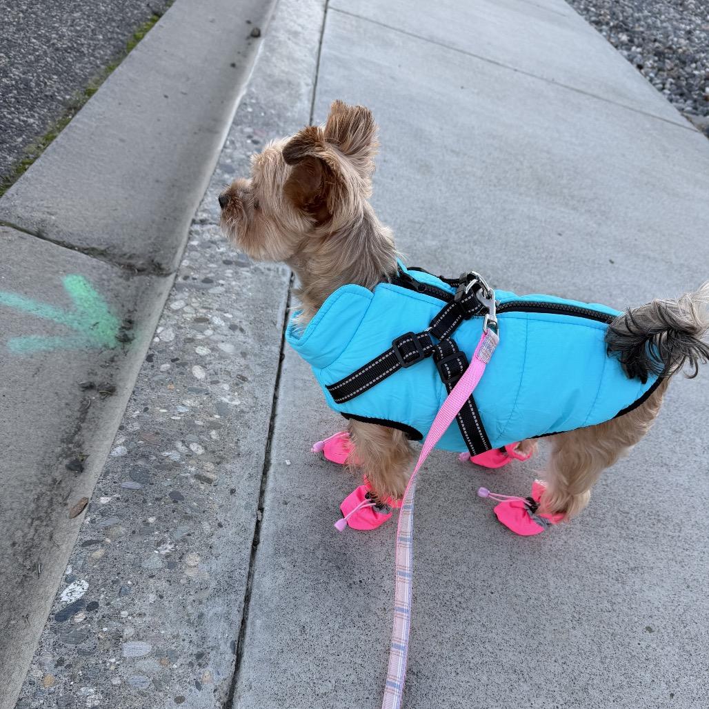 Enlarge Jules, a Adoptable Yorkshire Terrier in West Richland, WA image 3/6