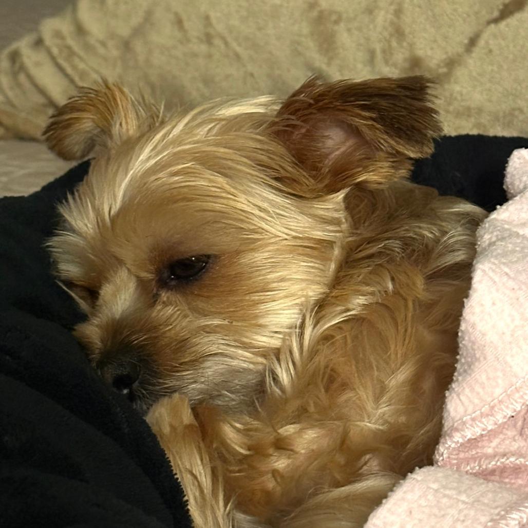 Enlarge Jules, a Adoptable Yorkshire Terrier in West Richland, WA image 4/6