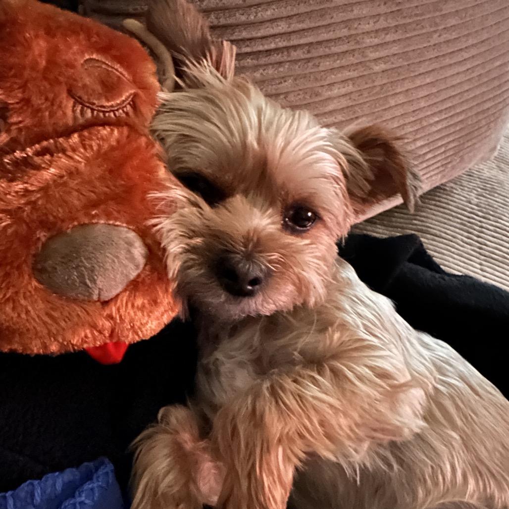 Enlarge Jules, a Adoptable Yorkshire Terrier in West Richland, WA image 5/6