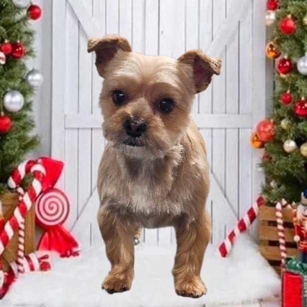 Enlarge Jules, a Adoptable Yorkshire Terrier in West Richland, WA image 6/6