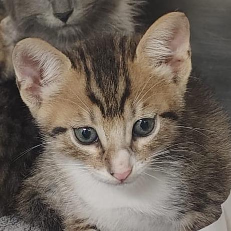 Rover, Adoptable, Kitten Male Domestic Short Hair.