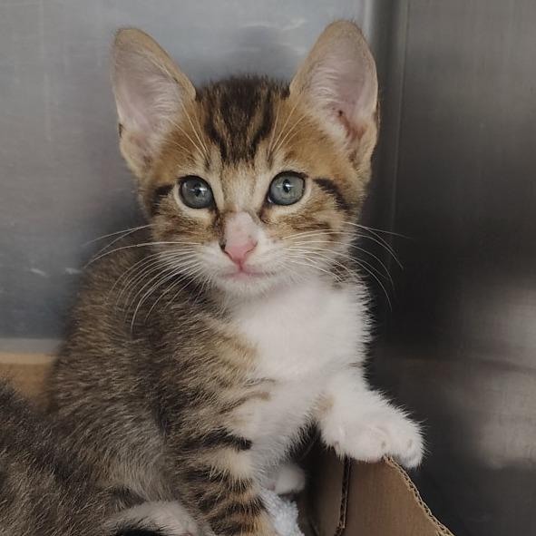 Rover, a Adoptable Domestic Short Hair in Vieques, PR image 2/3