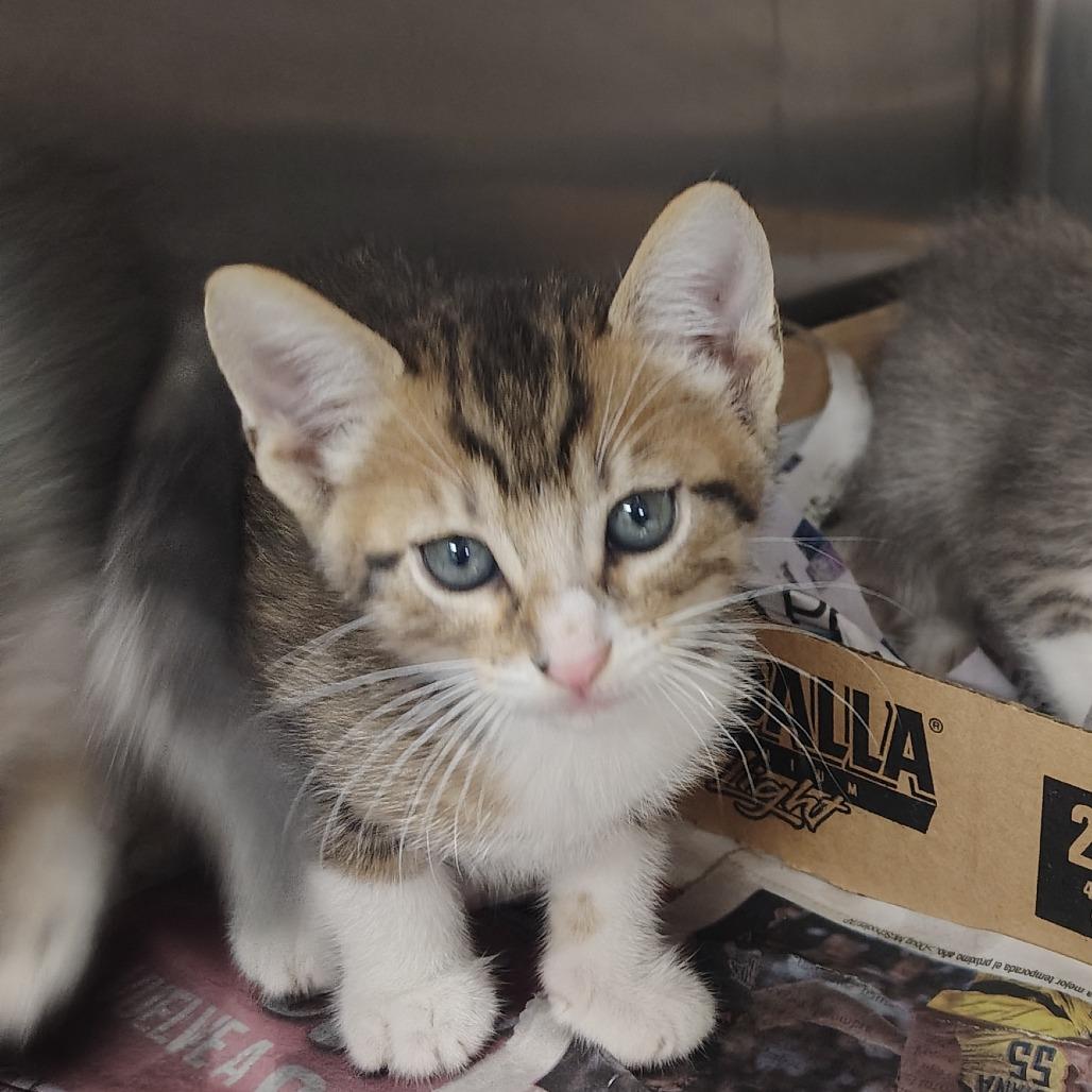 Rover, a Adoptable Domestic Short Hair in Vieques, PR image 3/3