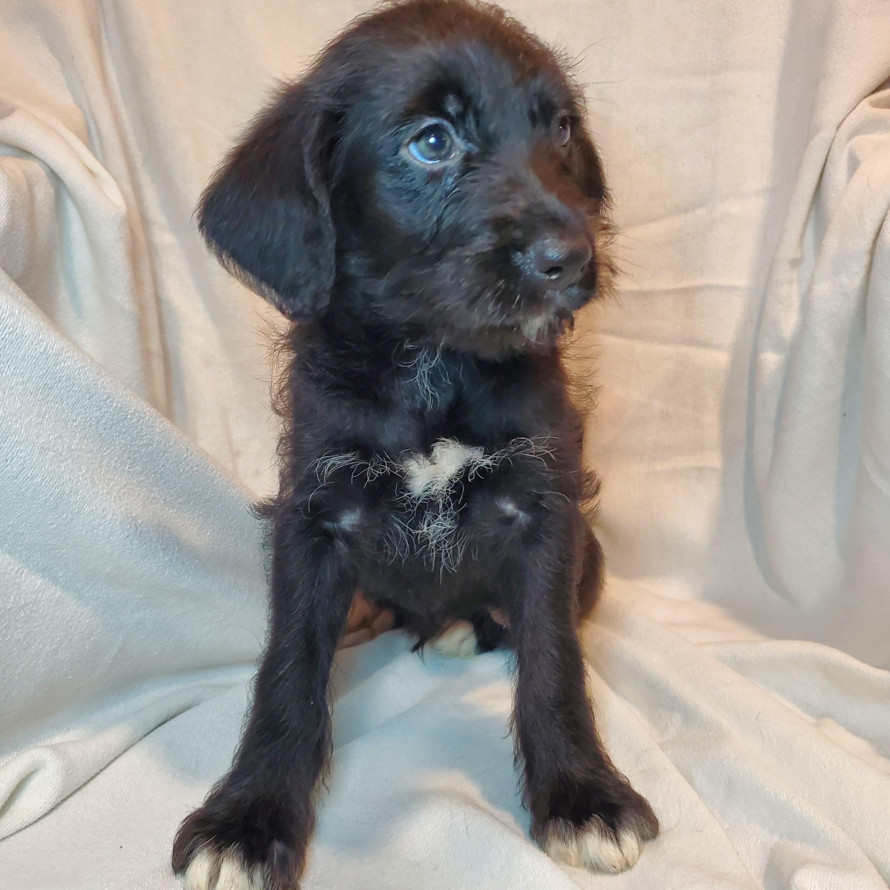 Enlarge Ethan, an adopted mixed breed in Blairstown, NJ image 3/4