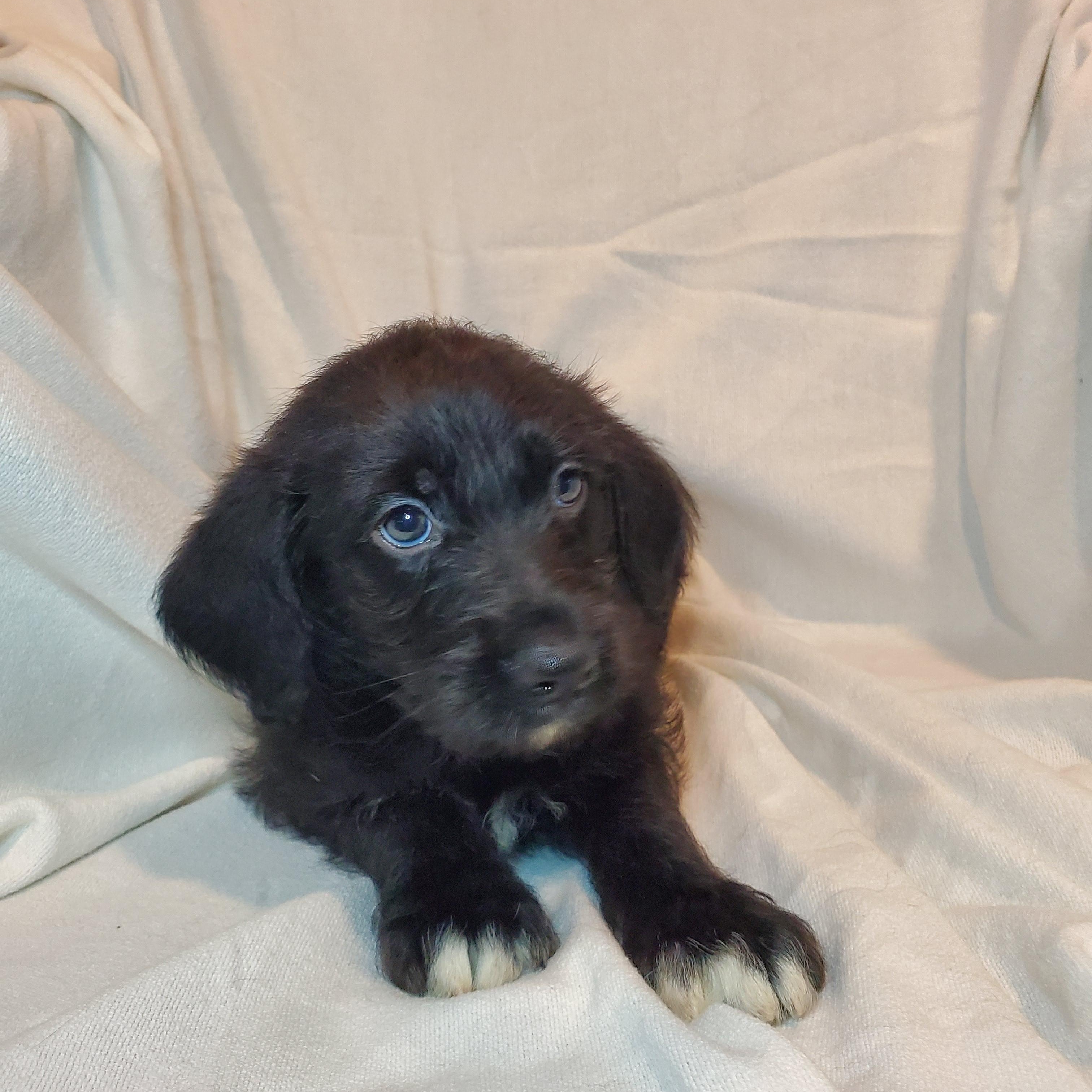 Enlarge Ethan, an adopted mixed breed in Blairstown, NJ image 2/4