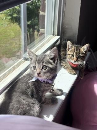 Mercedes, Adoptable, Kitten Female Domestic Short Hair & Domestic Short Hair.