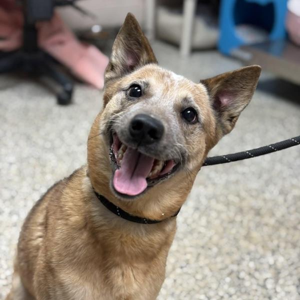 Enlarge Rugga, a Adoptable mixed breed in Skillman, NJ image 1/5