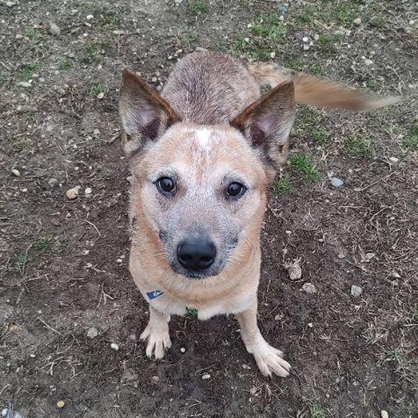 Enlarge Rugga, a Adoptable mixed breed in Skillman, NJ image 2/5