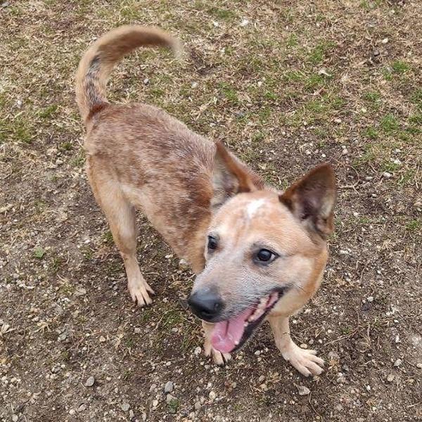 Enlarge Rugga, a Adoptable mixed breed in Skillman, NJ image 3/5