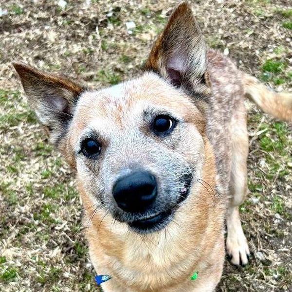 Enlarge Rugga, a Adoptable mixed breed in Skillman, NJ image 4/5