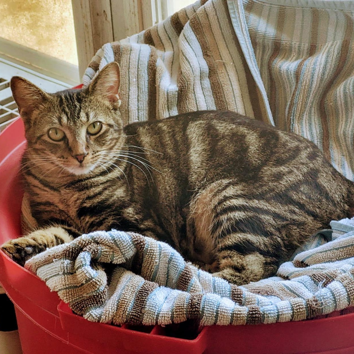 Sully, a Adoptable mixed breed in New Port Richey, FL image 2/3