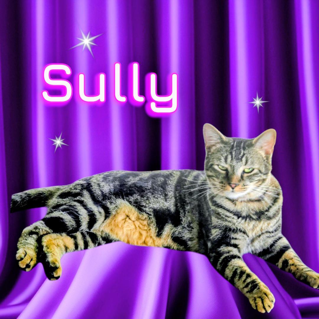 Enlarge Sully, a Adoptable mixed breed in New Port Richey, FL image 4/4