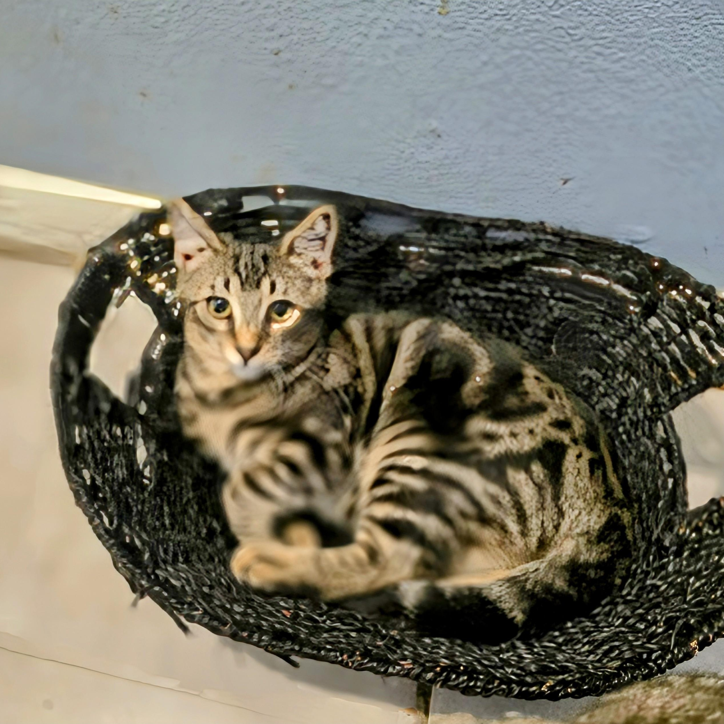 Sully, a Adoptable mixed breed in New Port Richey, FL image 3/3