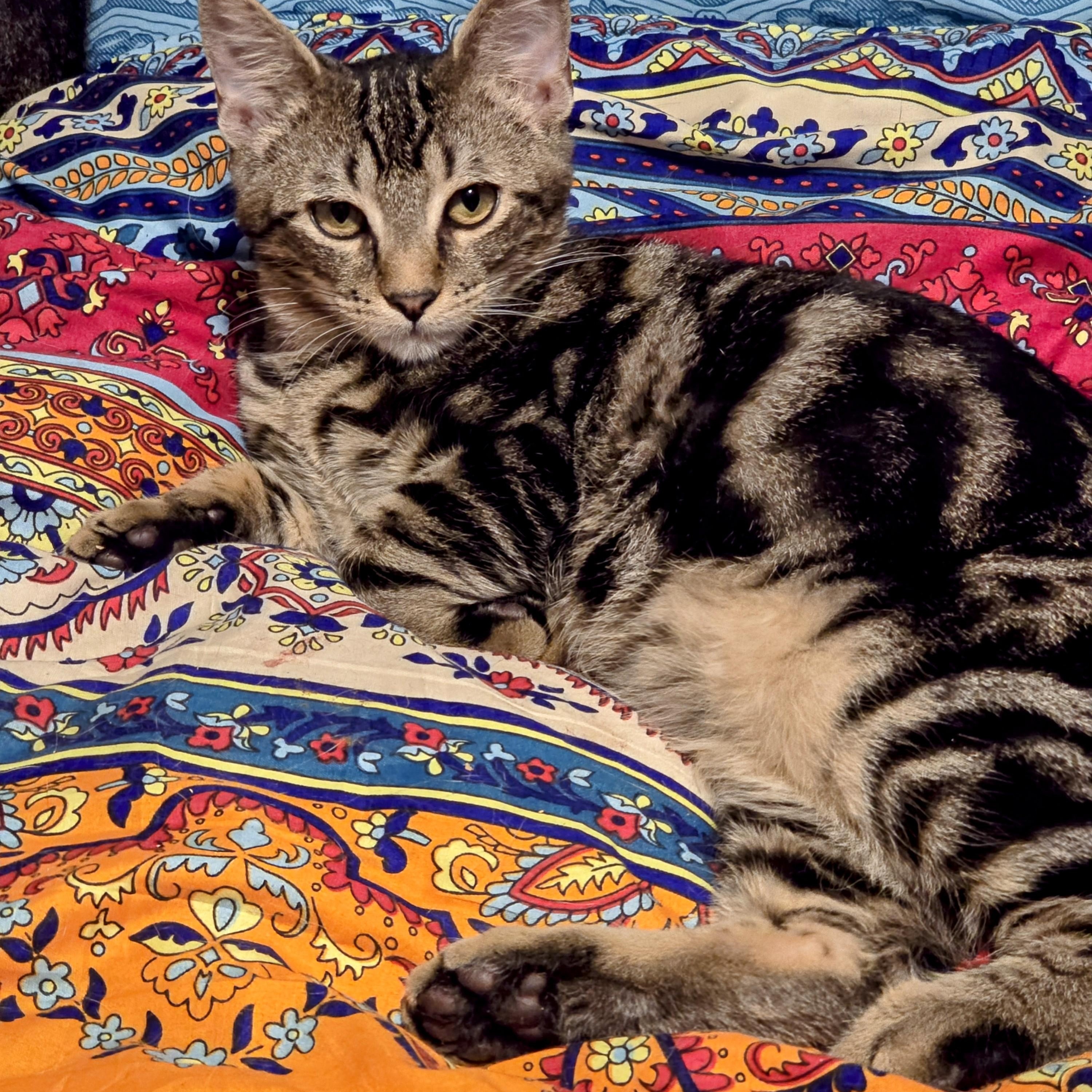 Sully, Adoptable, Young Male Domestic Short Hair & Bengal.