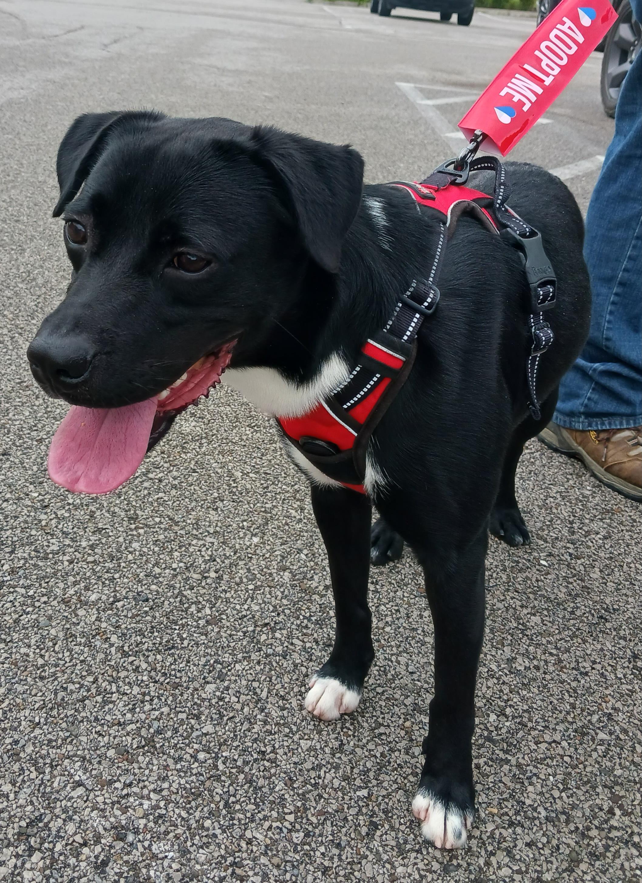 Enlarge Baxter, a ADOPTABLE mixed breed in Saint Marys, WV image 1/4