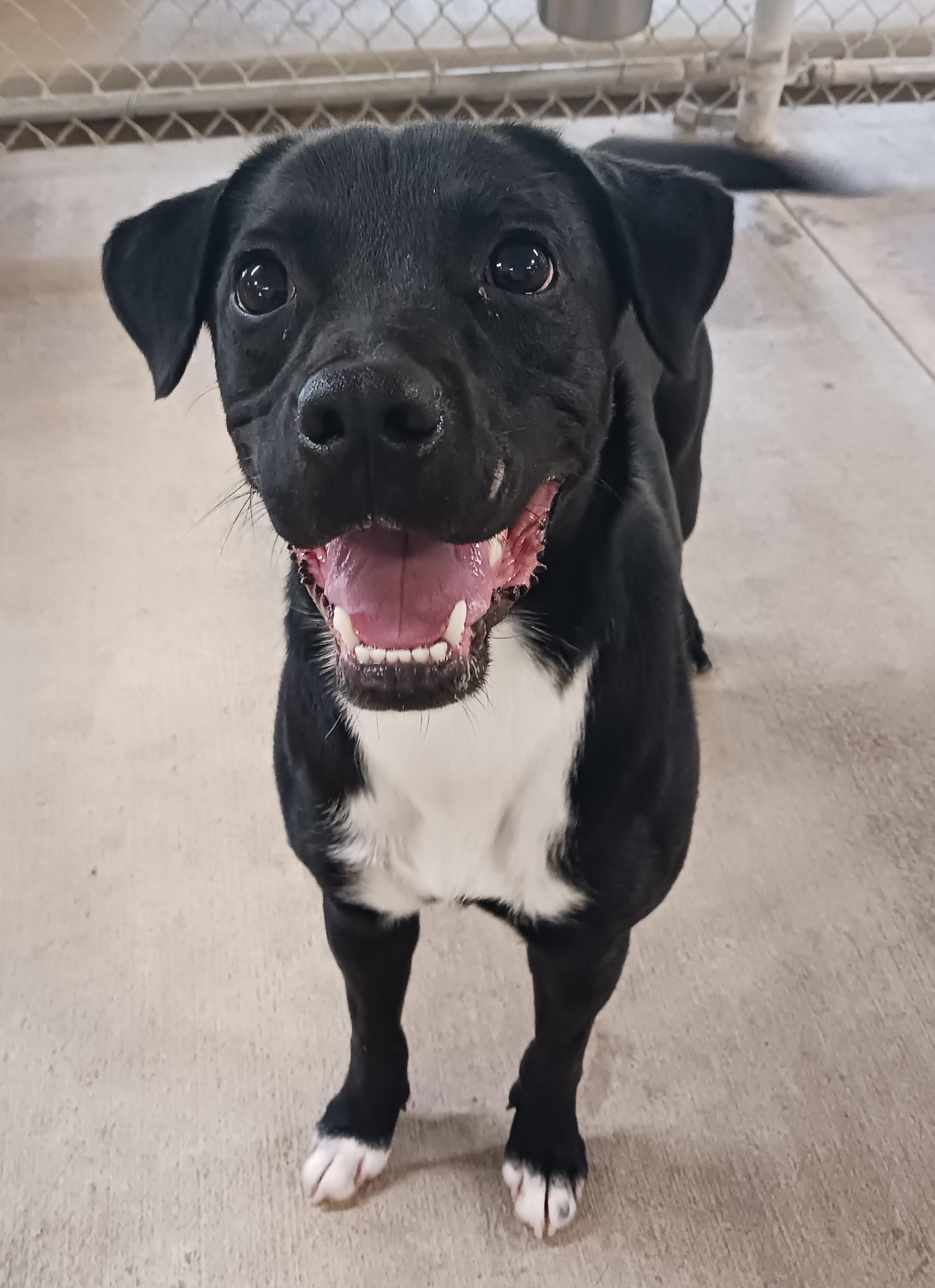 Enlarge Baxter, a ADOPTABLE mixed breed in Saint Marys, WV image 1/6
