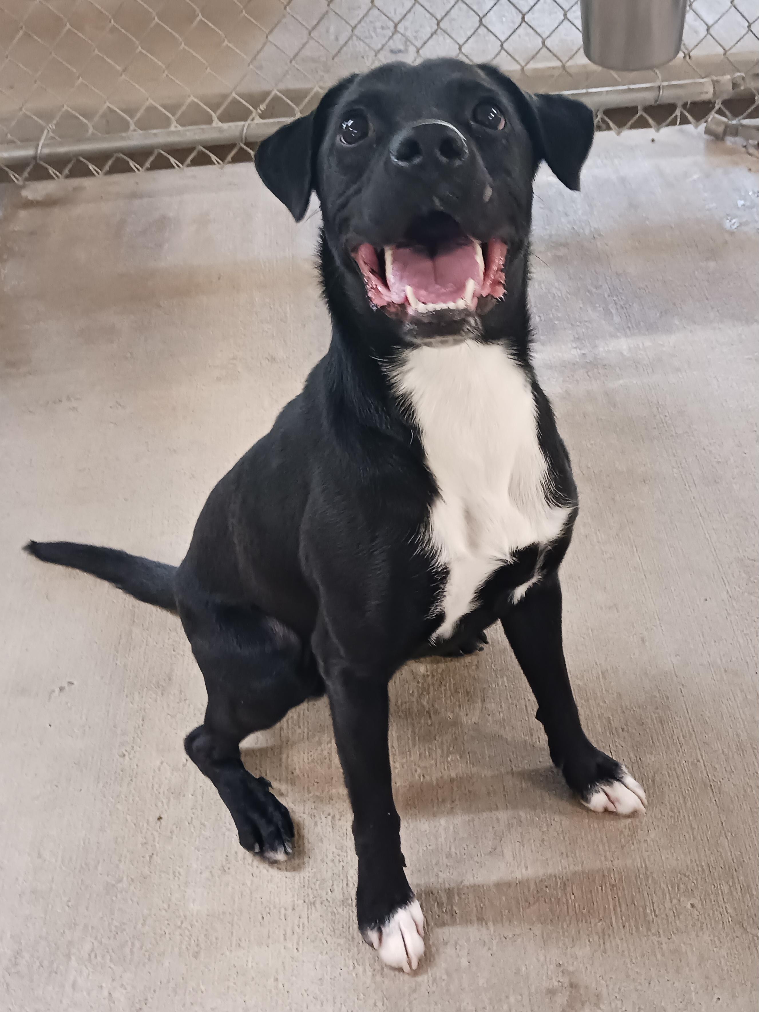 Enlarge Baxter, a ADOPTABLE mixed breed in Saint Marys, WV image 2/6