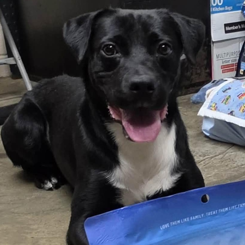 Baxter, ADOPTABLE, Young Male Black Labrador Retriever.