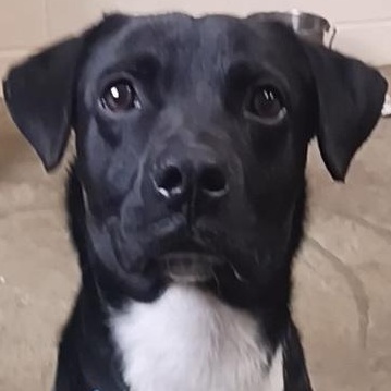 Baxter, a ADOPTABLE mixed breed in Saint Marys, WV image 3/4