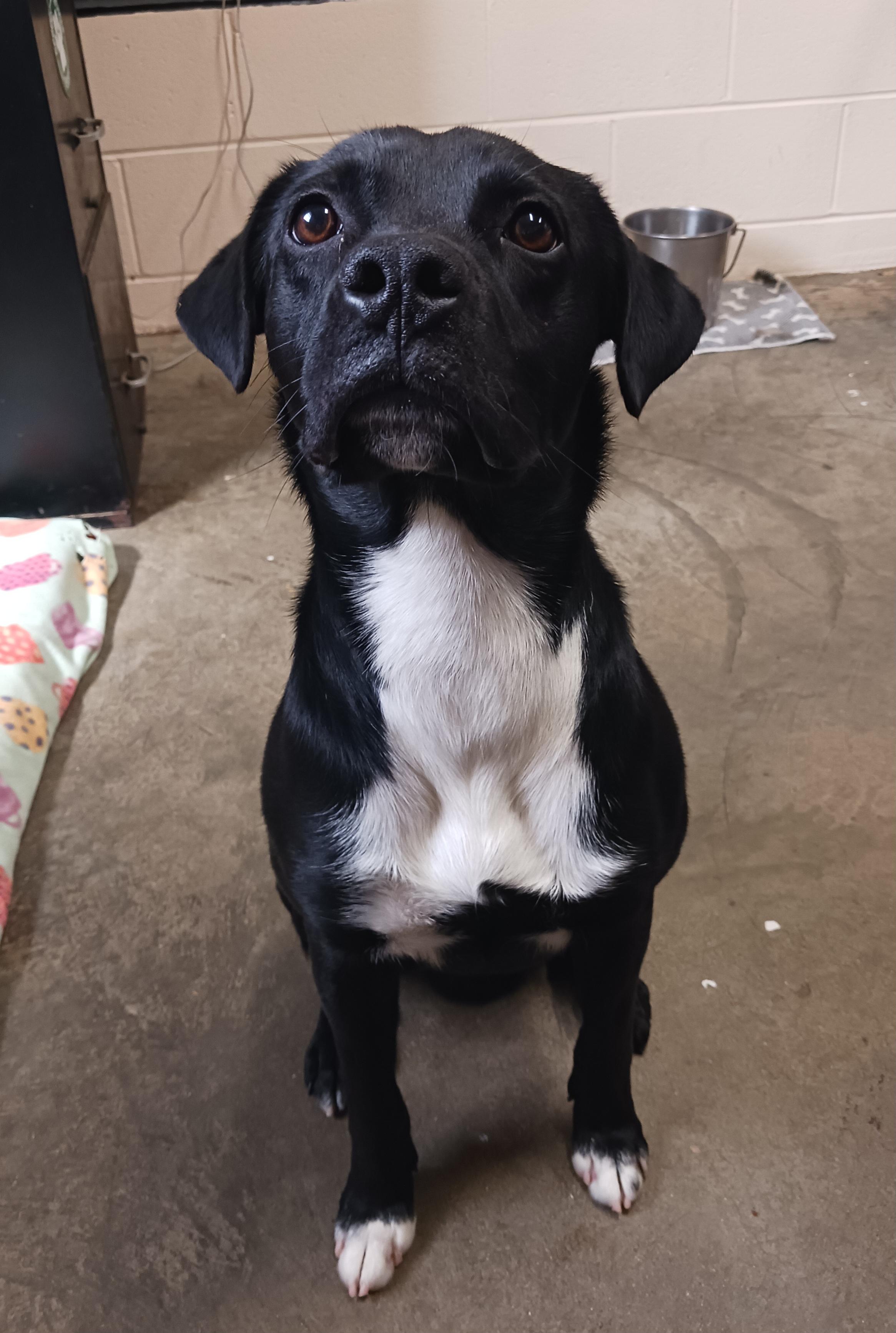 Baxter, a ADOPTABLE mixed breed in Saint Marys, WV image 4/4