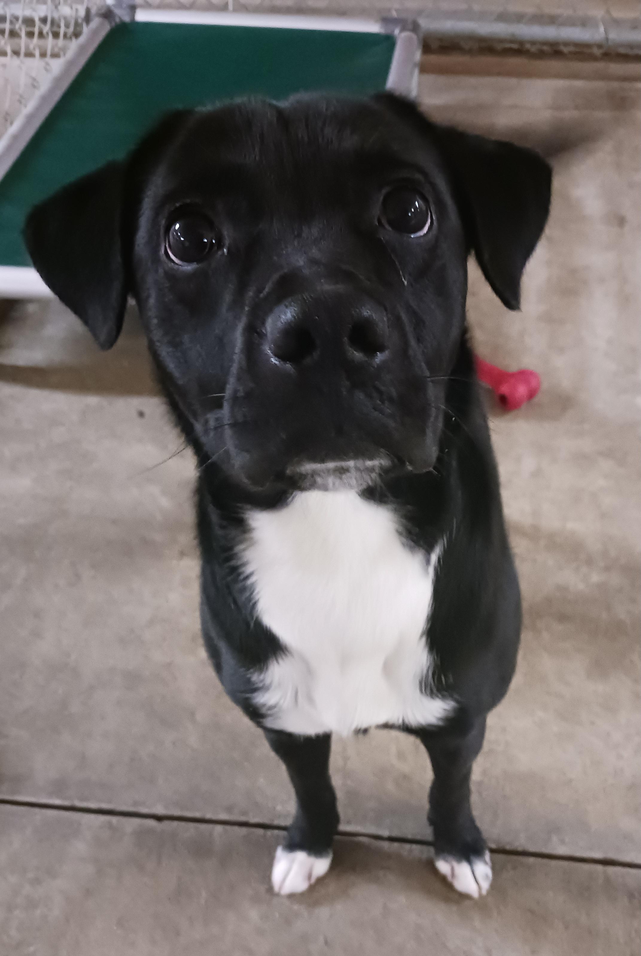 Baxter, a ADOPTABLE mixed breed in Saint Marys, WV image 2/4