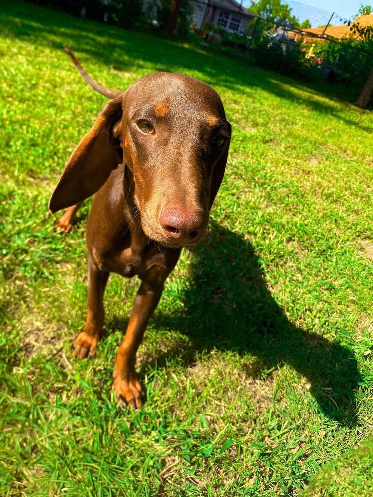 Aspen, Adoptable, Puppy Male Dachshund & Miniature Pinscher.