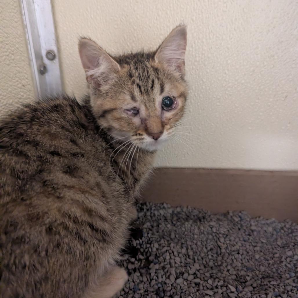Enlarge Tilly, a Adoptable Domestic Short Hair in Jeffersonville, IN image 1/1