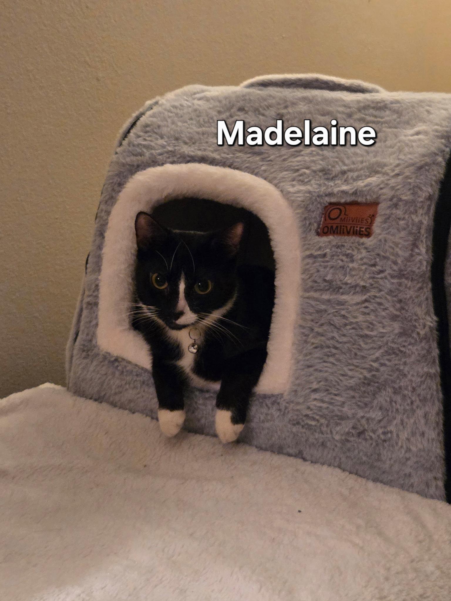 Madelaine, adopted, Young Female Domestic Short Hair.