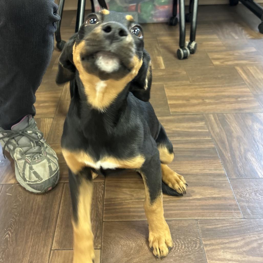 Enlarge Marjorie, a Adoptable Mixed Breed in Roxboro, NC image 1/6