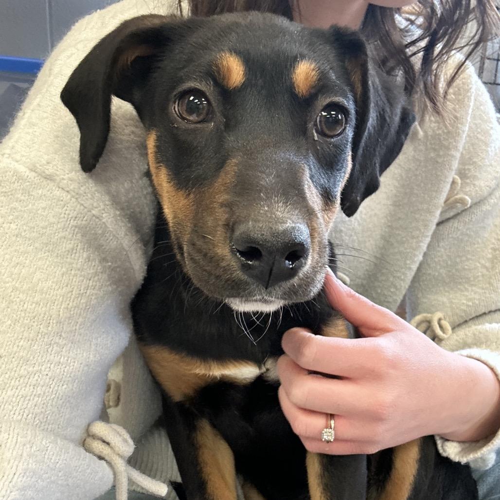 Enlarge Marjorie, a Adoptable Mixed Breed in Roxboro, NC image 2/6