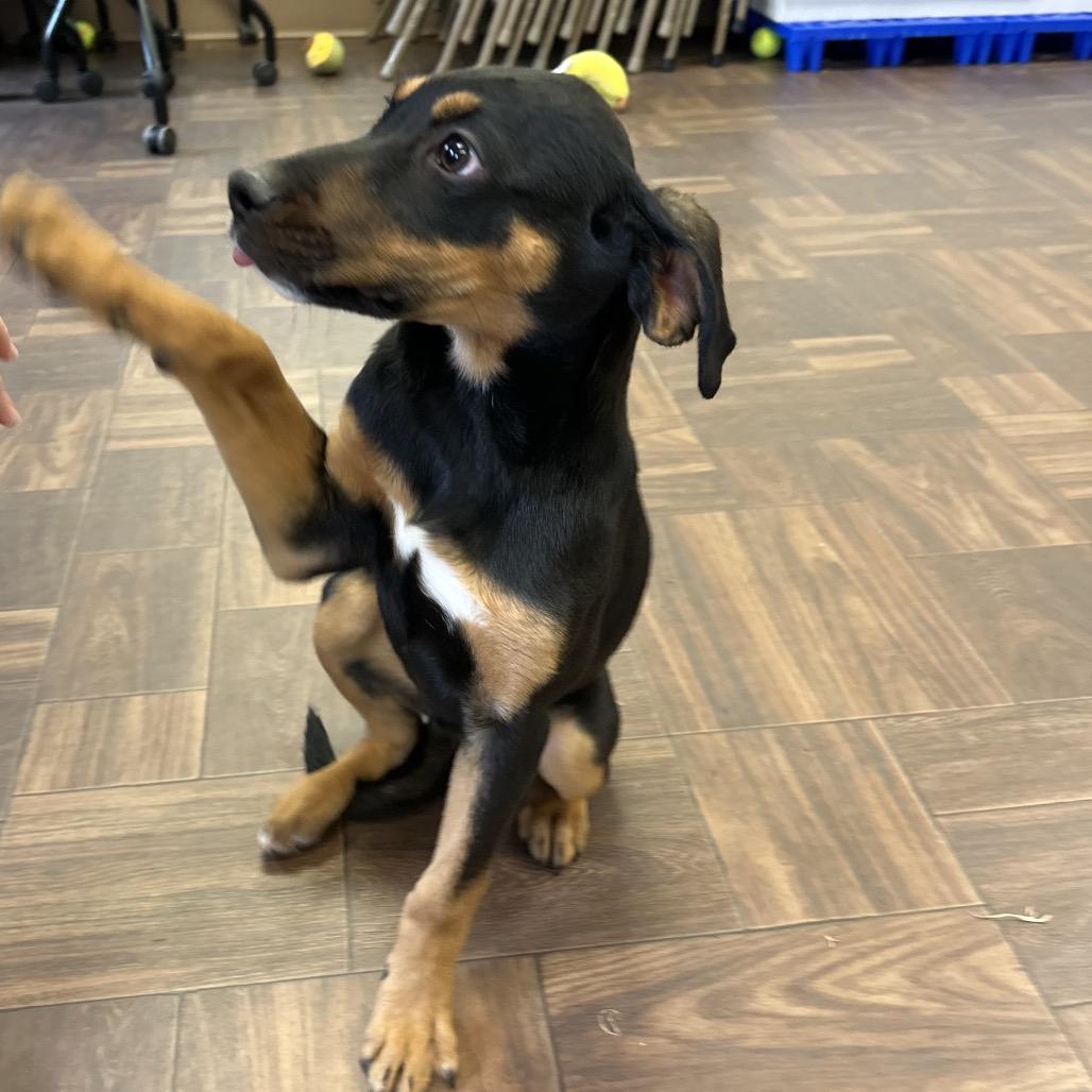 Enlarge Marjorie, a Adoptable Mixed Breed in Roxboro, NC image 3/6