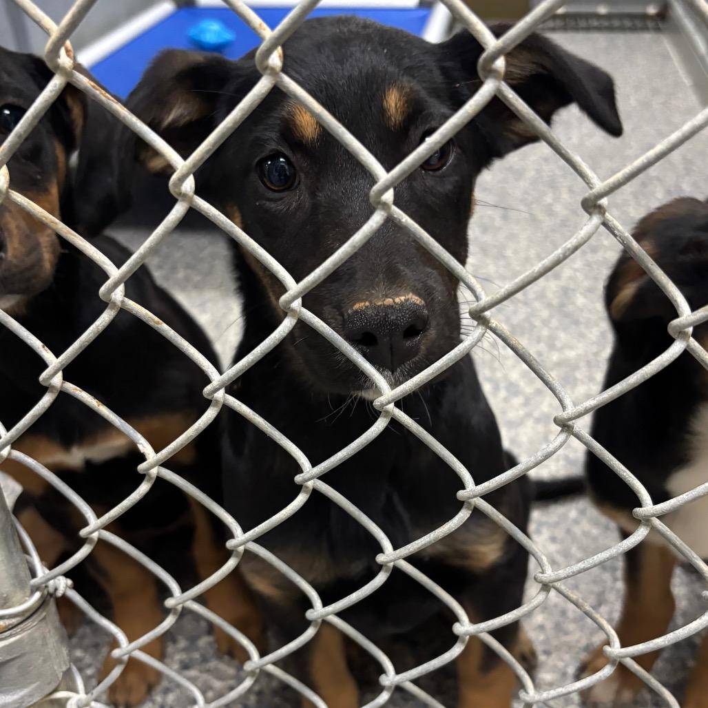 Enlarge Marjorie, a Adoptable Mixed Breed in Roxboro, NC image 4/6