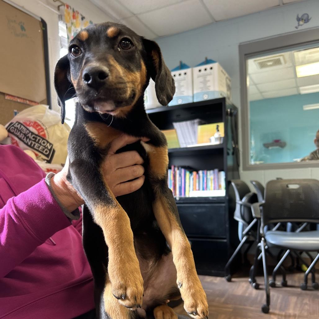 Enlarge Marjorie, a Adoptable Mixed Breed in Roxboro, NC image 5/6