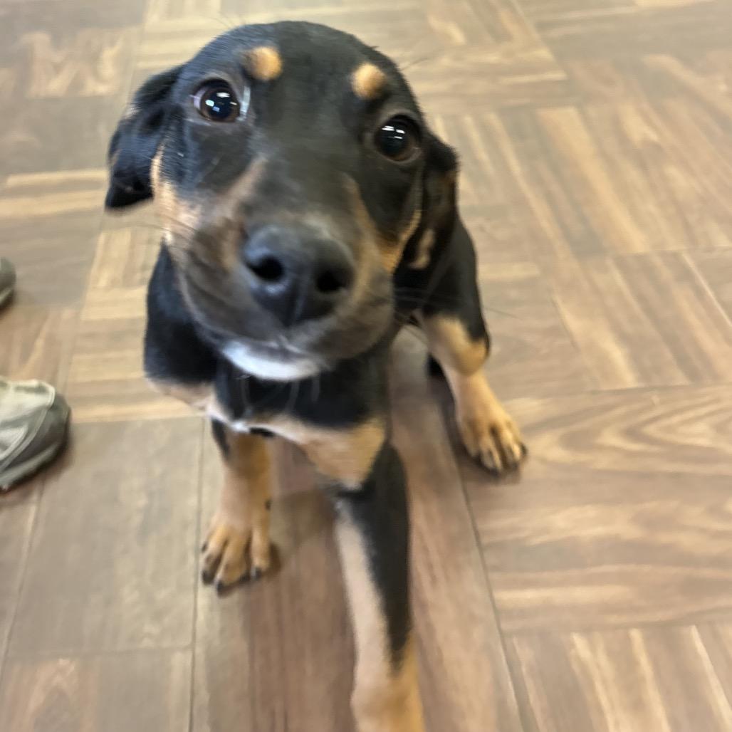 Enlarge Marjorie, a Adoptable Mixed Breed in Roxboro, NC image 6/6
