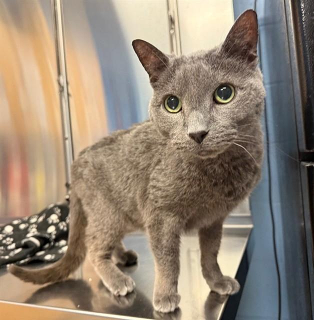 Enlarge RICO, a Adoptable Domestic Short Hair in Minneapolis, MN image 1/1