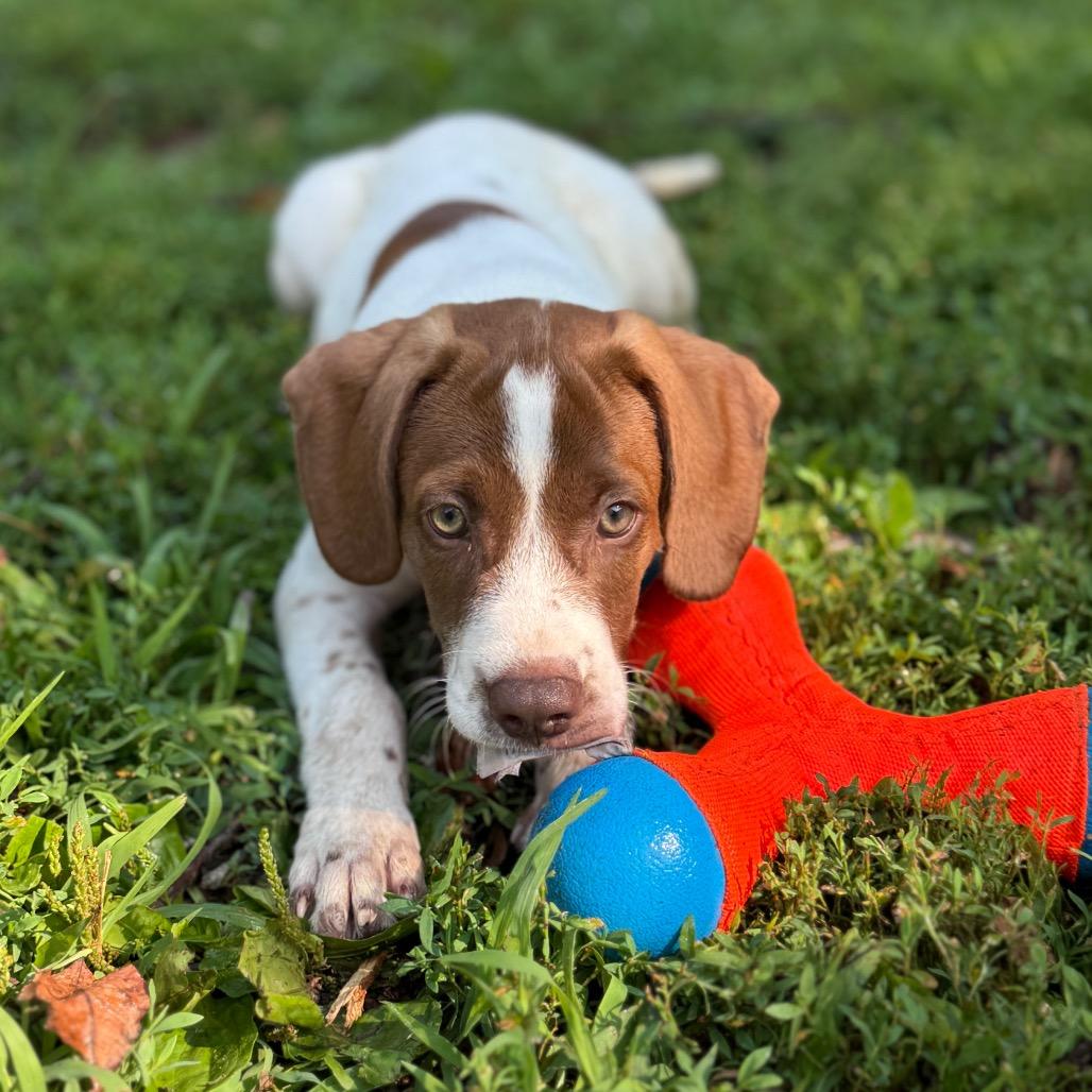 Copper, Adoptable, Puppy Male German Shorthaired Pointer & Labrador Retriever.
