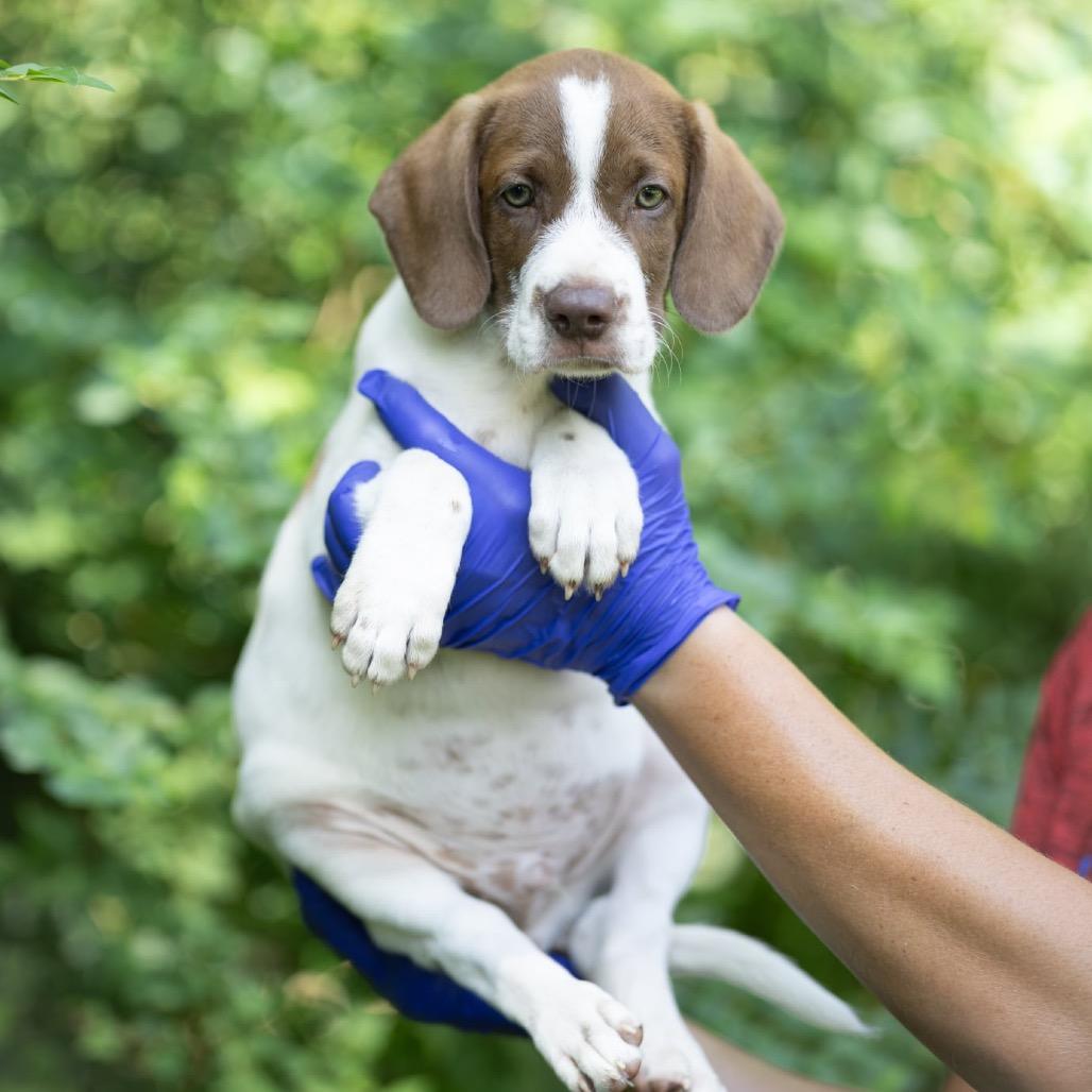 Copper, a Adoptable mixed breed in New Fairfield, CT image 2/2