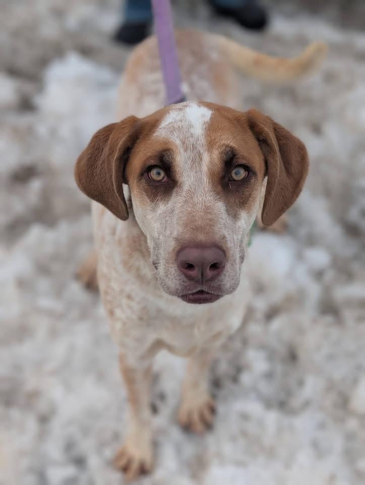 Kilo, a Adoptable mixed breed in North Syracuse, NY image 1/2