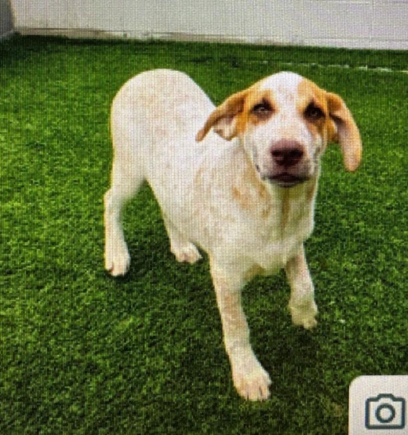 Kilo, a Adoptable mixed breed in North Syracuse, NY image 2/2