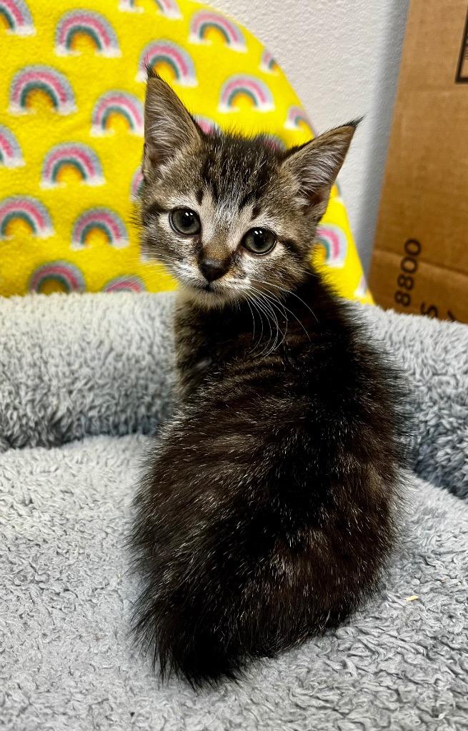 Hopps, Adoptable, Kitten Female Domestic Short Hair.