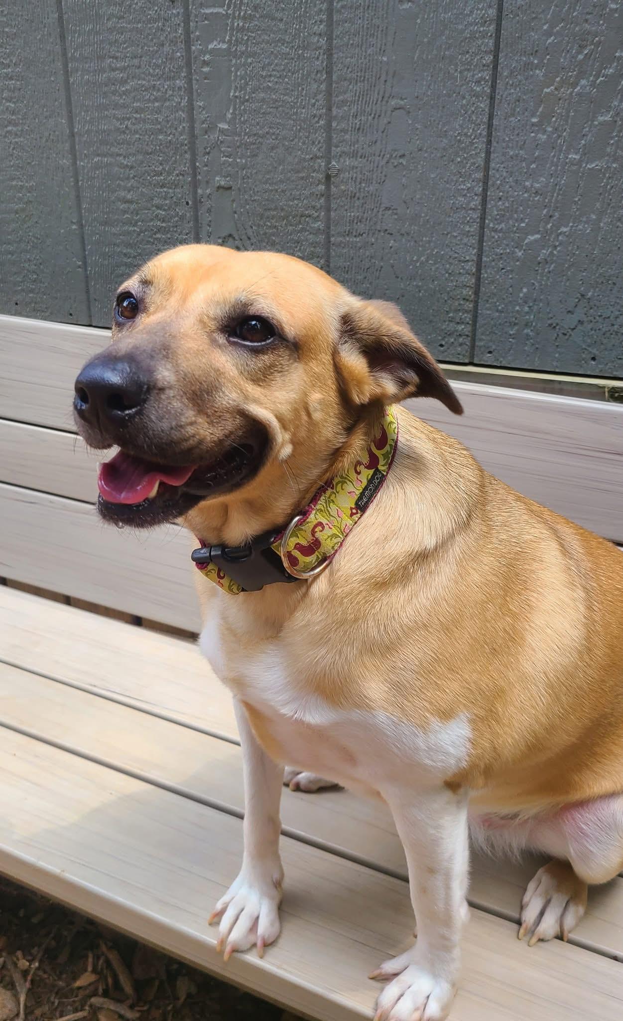 Ellie Mae, a Adoptable Mixed Breed in Roanoke, AL image 3/6