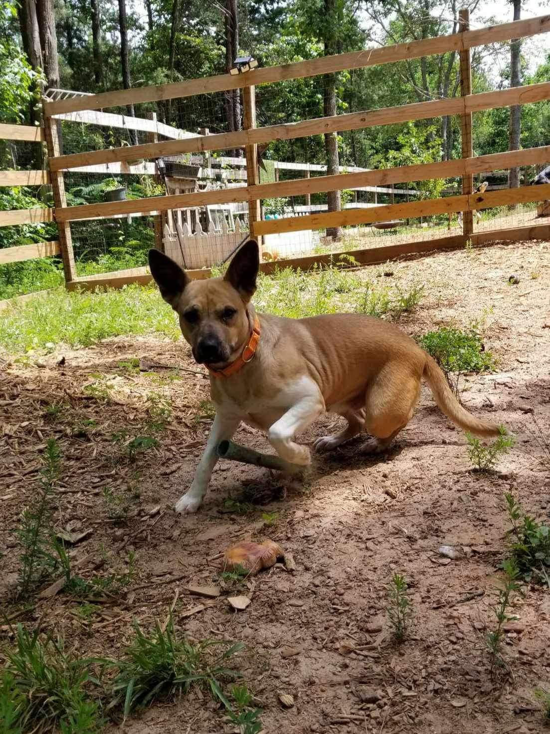 Ellie Mae, a Adoptable mixed breed in Roanoke, AL image 2/6