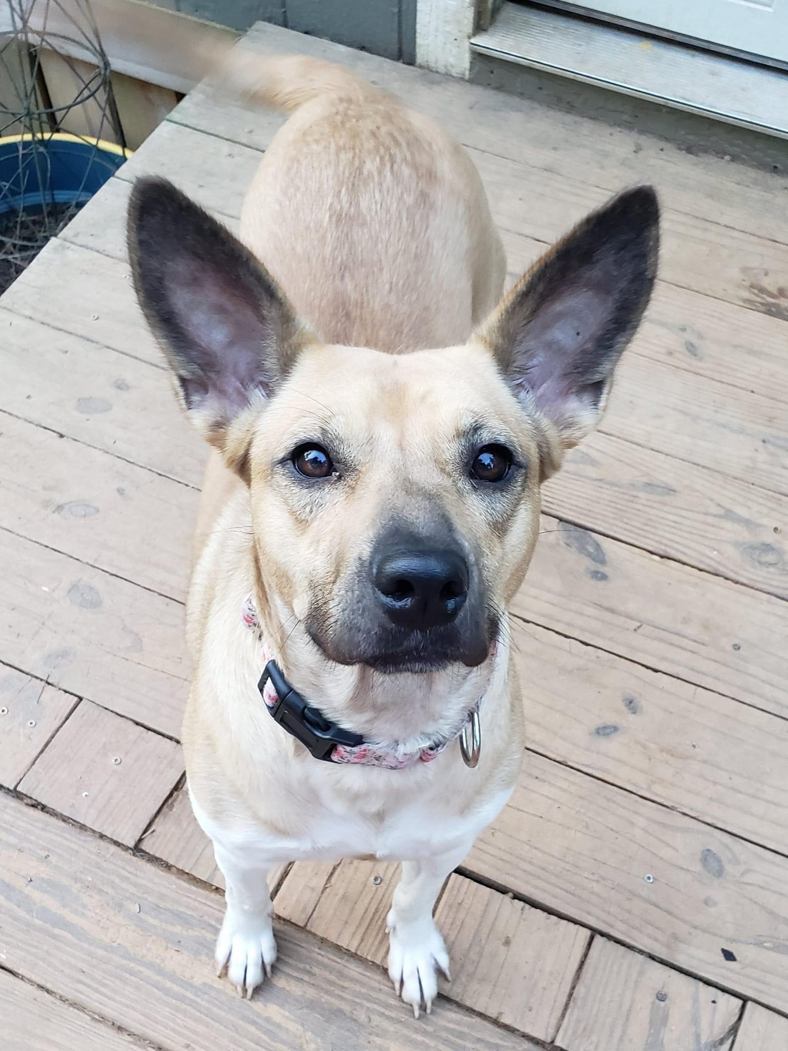 Ellie Mae, a Adoptable mixed breed in Roanoke, AL image 4/6