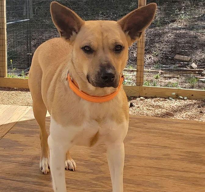 Ellie Mae, Adoptable, Young Female Mixed Breed.