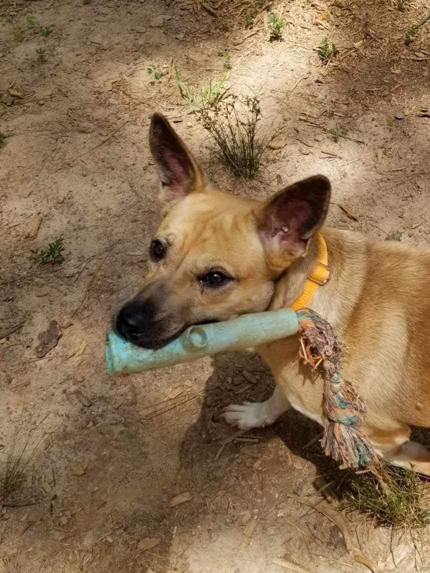 Ellie Mae, a Adoptable mixed breed in Roanoke, AL image 3/6