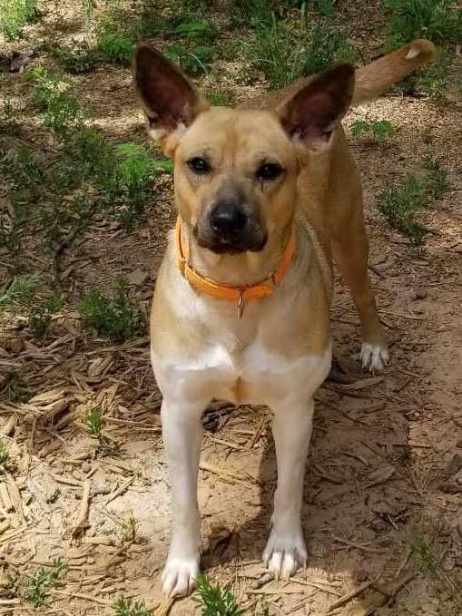 Ellie Mae, a Adoptable mixed breed in Roanoke, AL image 5/6