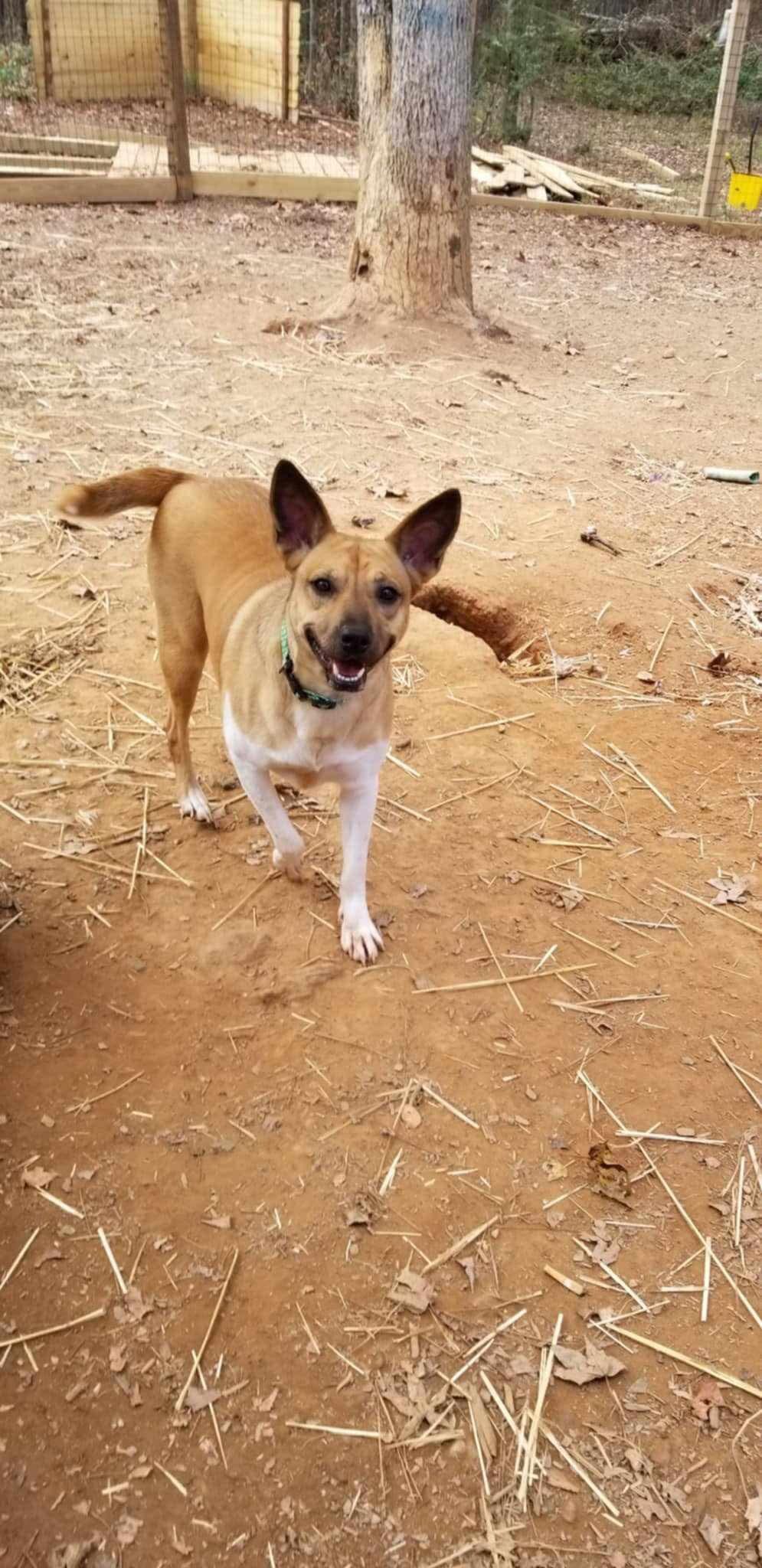 Ellie Mae, a Adoptable mixed breed in Roanoke, AL image 6/6