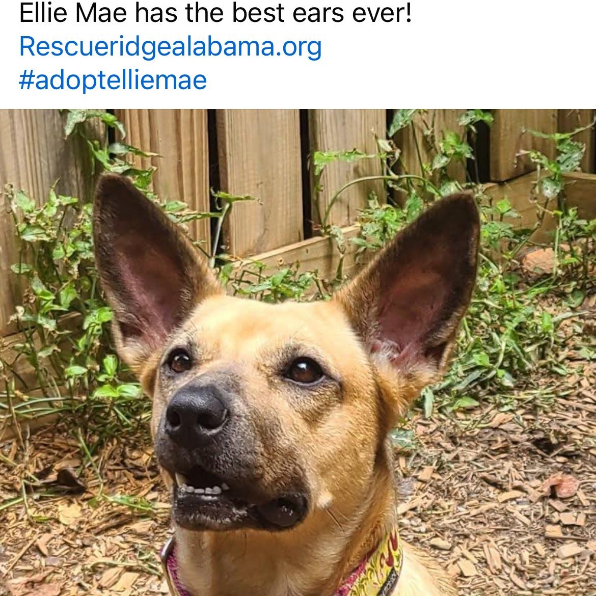 Ellie Mae, a Adoptable Mixed Breed in Roanoke, AL image 5/6