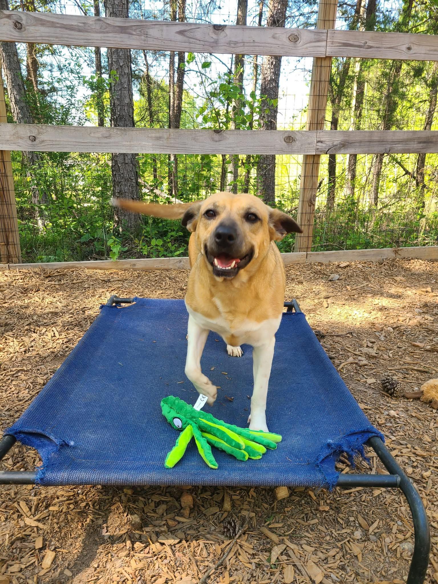 Ellie Mae, a Adoptable Mixed Breed in Roanoke, AL image 6/6