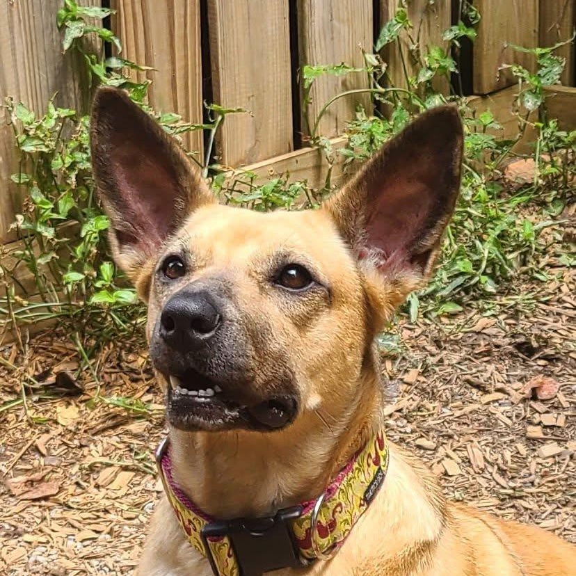 Ellie Mae, a Adoptable Mixed Breed in Roanoke, AL image 2/6